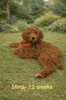Mina, a female Goldendoodle for sale in York, SC – Photo 1 of 2