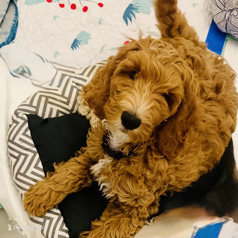 Manny  – Goldendoodle puppy for sale in York, SC