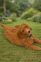 Manny , a male Goldendoodle for sale in York, SC – Photo 2 of 2