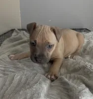 Little Mamas , a female Staffordshire Bull Terrier and American Pit Bull Terrier for sale in Virginia Beach, VA – Photo 1 of 2