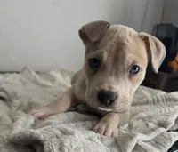 Fat Mans , a male Staffordshire Bull Terrier and American Pit Bull Terrier for sale in Virginia Beach, VA – Photo 2 of 4
