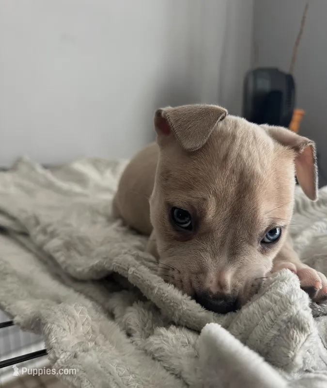 Fat Mans  – Staffordshire Bull Terrier, American Pit Bull Terrier puppy for sale in Virginia Beach, VA