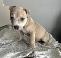 Fat Mans , a male Staffordshire Bull Terrier and American Pit Bull Terrier for sale in Virginia Beach, VA – Photo 3 of 4