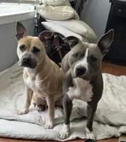 Big Boy, a male Staffordshire Bull Terrier and American Pit Bull Terrier for sale in Virginia Beach, VA – Photo 3 of 3