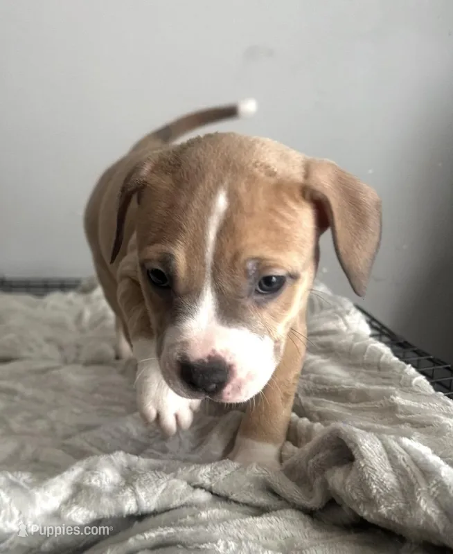 Big Boy – Staffordshire Bull Terrier, American Pit Bull Terrier puppy for sale in Virginia Beach, VA