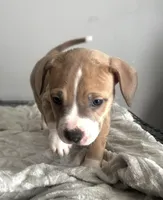 Big Boy, a male Staffordshire Bull Terrier and American Pit Bull Terrier for sale in Virginia Beach, VA – Photo 1 of 3