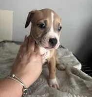 Big Boy, a male Staffordshire Bull Terrier and American Pit Bull Terrier for sale in Virginia Beach, VA – Photo 2 of 3