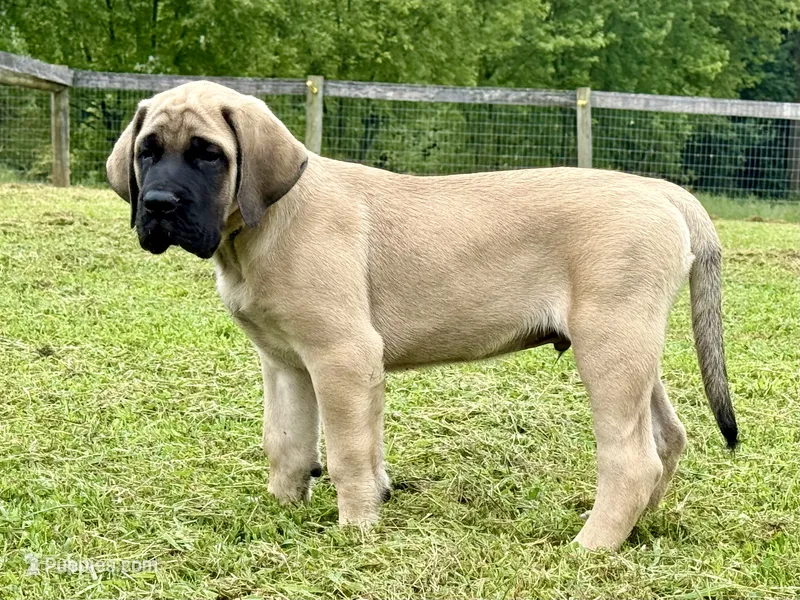 Bluey – English Mastiff puppy for sale in New Park, PA