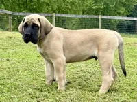 Bluey, a male English Mastiff for sale in New Park, PA – 1 of 3