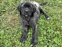 Stella , a female English Mastiff for sale in New Park, PA – 2 of 7