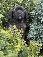 Stella , a female English Mastiff for sale in New Park, PA – 3 of 7