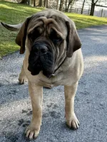 Otis , a male English Mastiff for sale in New Park, PA – 7 of 7