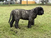 Otis , a male English Mastiff for sale in New Park, PA – 2 of 7