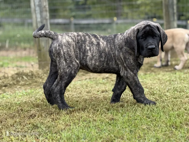 Otis  – English Mastiff puppy for sale in New Park, PA