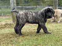 Otis , a male English Mastiff for sale in New Park, PA – 1 of 7