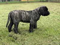 Otis , a male English Mastiff for sale in New Park, PA – 6 of 7