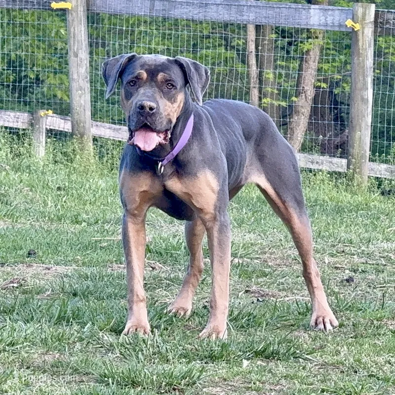 Paisley  – Rottweiler, Cane Corso puppy for sale in New Park, PA