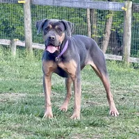 Paisley , a female Rottweiler and Cane Corso for sale in New Park, PA – 1 of 1