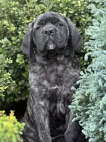 Stella , a female English Mastiff for sale in New Park, PA – 5 of 7