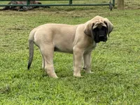 Bluey, a male English Mastiff for sale in New Park, PA – 2 of 3