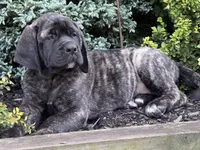 Stella , a female English Mastiff for sale in New Park, PA – 7 of 7