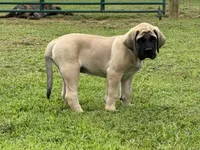 Bluey, a male English Mastiff for sale in New Park, PA – 3 of 3