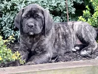 Stella , a female English Mastiff for sale in New Park, PA – 1 of 7