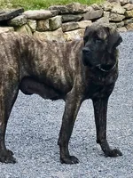 Otis , a male English Mastiff for sale in New Park, PA – 5 of 7