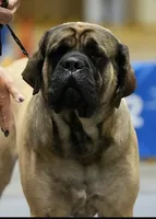 Otis , a male English Mastiff for sale in New Park, PA – 4 of 7