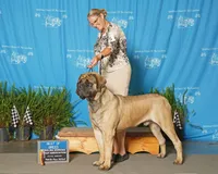 Otis , a male English Mastiff for sale in New Park, PA – 3 of 7