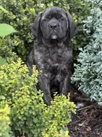 Stella , a female English Mastiff for sale in New Park, PA – 4 of 7