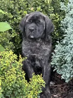 Stella , a female English Mastiff for sale in New Park, PA – 6 of 7
