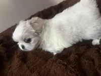 Ginger, a male Pekingese for sale in Kansas City, MO – Photo 2 of 2