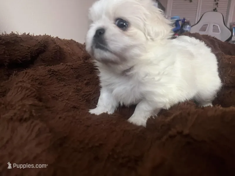 Ginger – Pekingese puppy for sale in Kansas City, MO