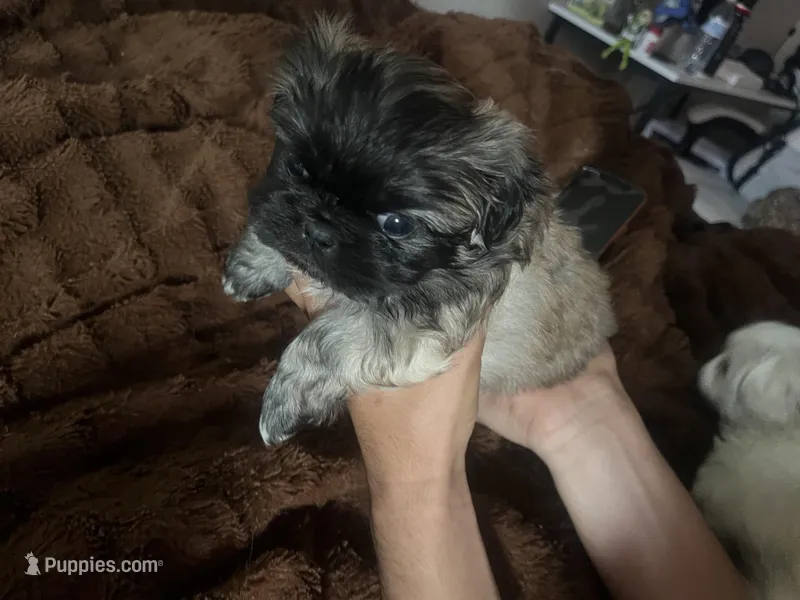 Chewy – Pekingese puppy for sale in Kansas City, MO