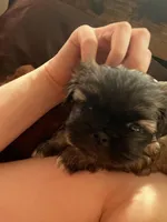 Chewy, a male Pekingese for sale in Kansas City, MO – Photo 2 of 2