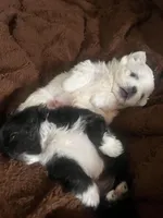 Coconut, a male Pekingese for sale in Kansas City, MO – Photo 2 of 2