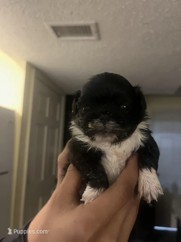 Frog – Pekingese puppy for sale in Kansas City, MO