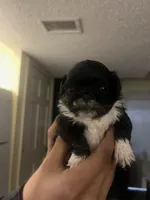 Frog, a female Pekingese for sale in Kansas City, MO – Photo 1 of 3