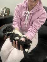 Frog, a female Pekingese for sale in Kansas City, MO – Photo 3 of 3