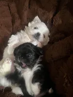 Frog, a female Pekingese for sale in Kansas City, MO – Photo 2 of 3