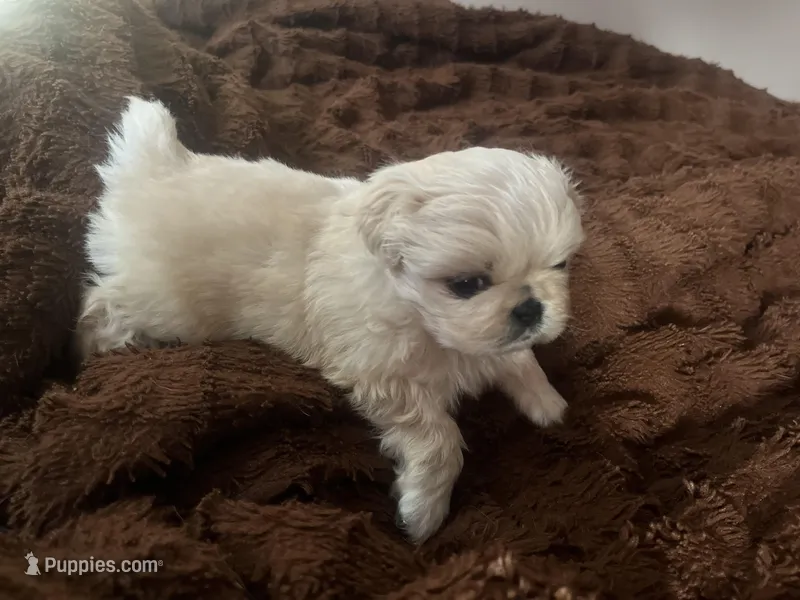 Buggy – Pekingese puppy for sale in Kansas City, MO