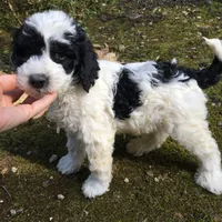 Springerdoodle, a female Springer Doodle for sale in Blairsville, GA – Photo 4 of 5