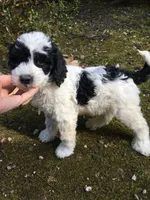 processed/068509f0-3c25-487e-8af5-7838a369c530/listing/478b09bf-d38e-4ec9-b565-a62b00b607ef/1ab47247-d27b-41aa-b8bd-5ac9cd22d01c