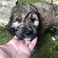 Springerdoodle, a female Springer Doodle for sale in Blairsville, GA – Photo 1 of 5