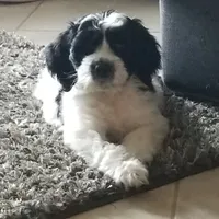 Springerdoodle, a female Springer Doodle for sale in Blairsville, GA – Photo 3 of 5