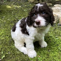 Springerdoodle, a female Springer Doodle for sale in Blairsville, GA – Photo 5 of 5