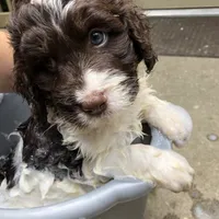 Springerdoodle, a female Springer Doodle for sale in Blairsville, GA – Photo 2 of 5