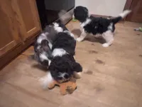 Several available , a male Springer Doodle for sale in Blairsville, GA – Photo 5 of 5