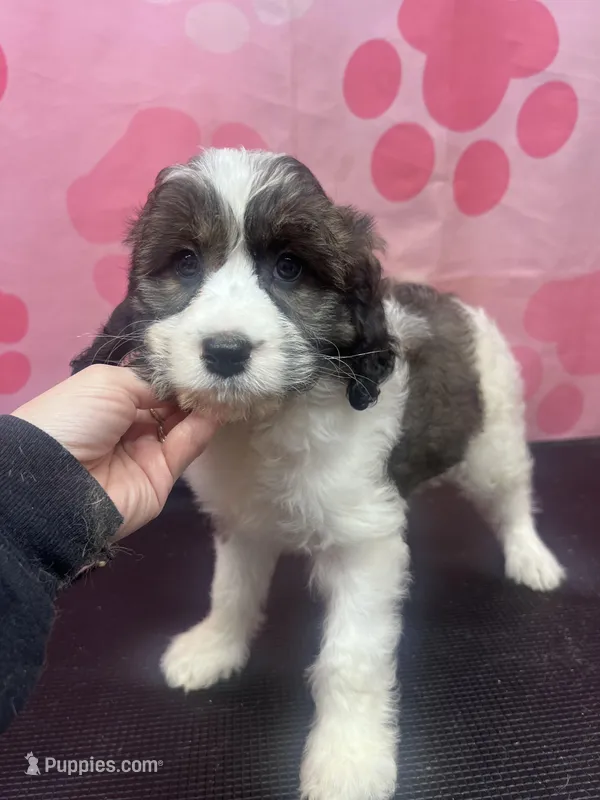 Several available , a male Springer Doodle for sale in Blairsville, GA – Photo 1 of 5
